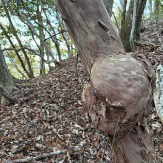 どうした？
そのコブ