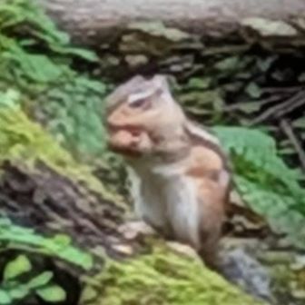 シマリス🐿️お決まりポーズ