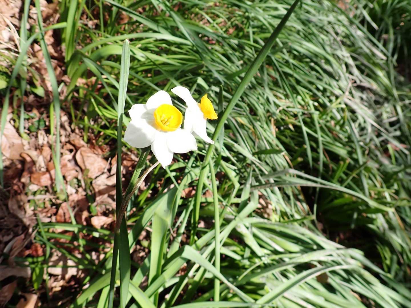 スイセンの花が綺麗