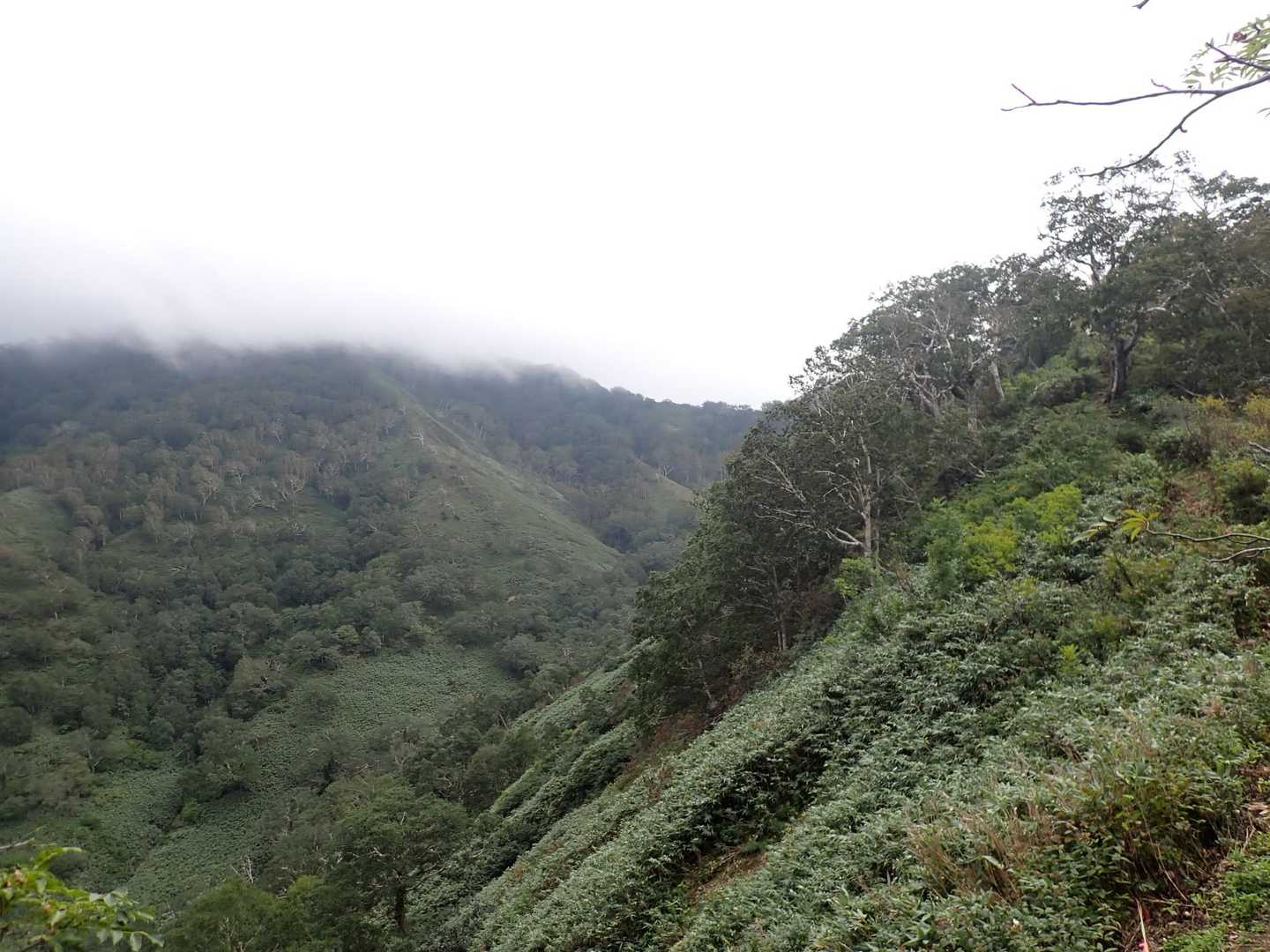 いつもは美しい
神居尻山も…