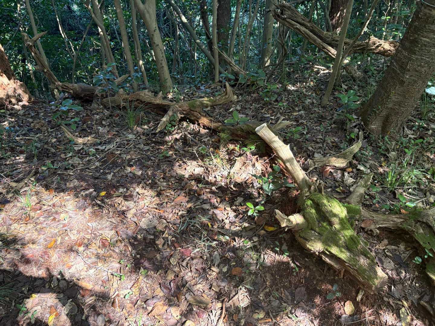 逆からの方がより神龍っぽい😍