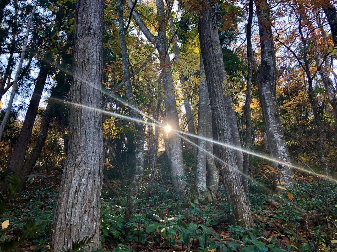 水晶山 周回コースの写真