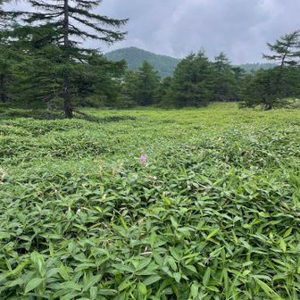 ヤナギランはこれからなのか一輪だけ見た