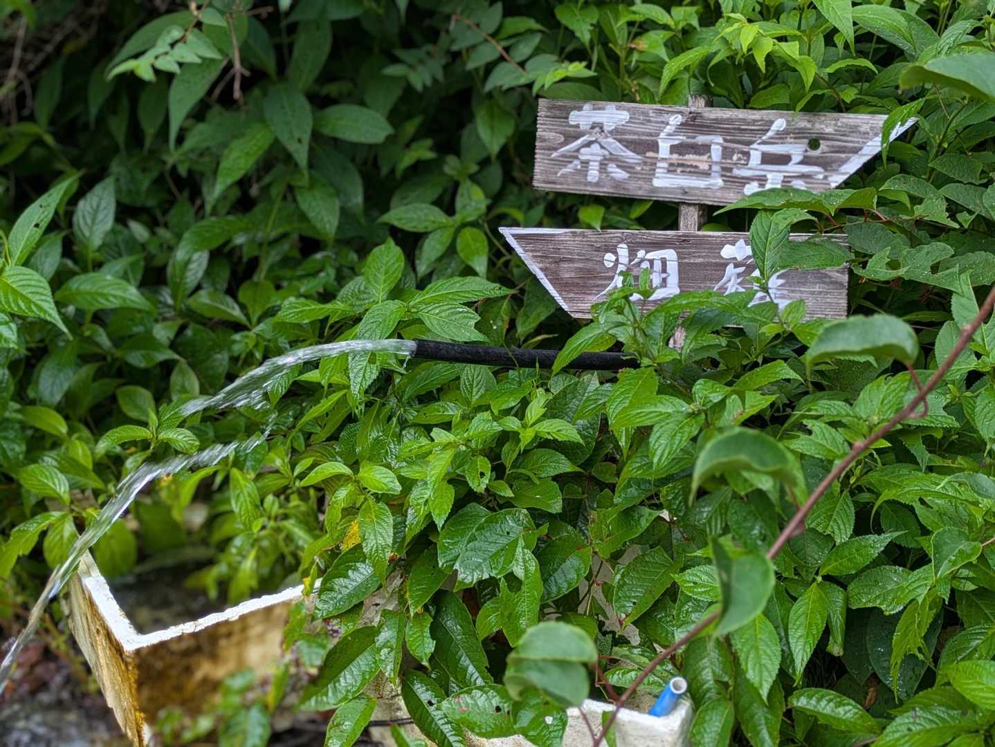 横窪沢小屋の水場
スゴい勢い！噴射してるかの様に飛び出す水!!
ゴクゴク頂きﾏｼﾀ~(◍ ´꒳` )っ𖠚ᐝ 