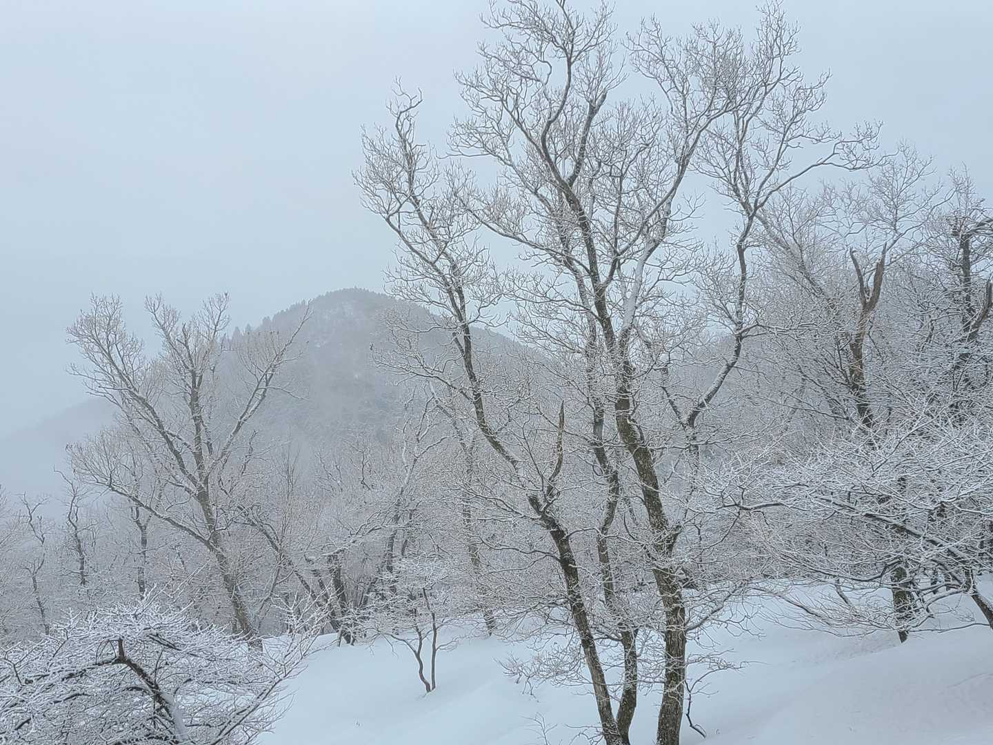 霊仙山権現山登山口-権現山-ホッケ山 往復コースの写真