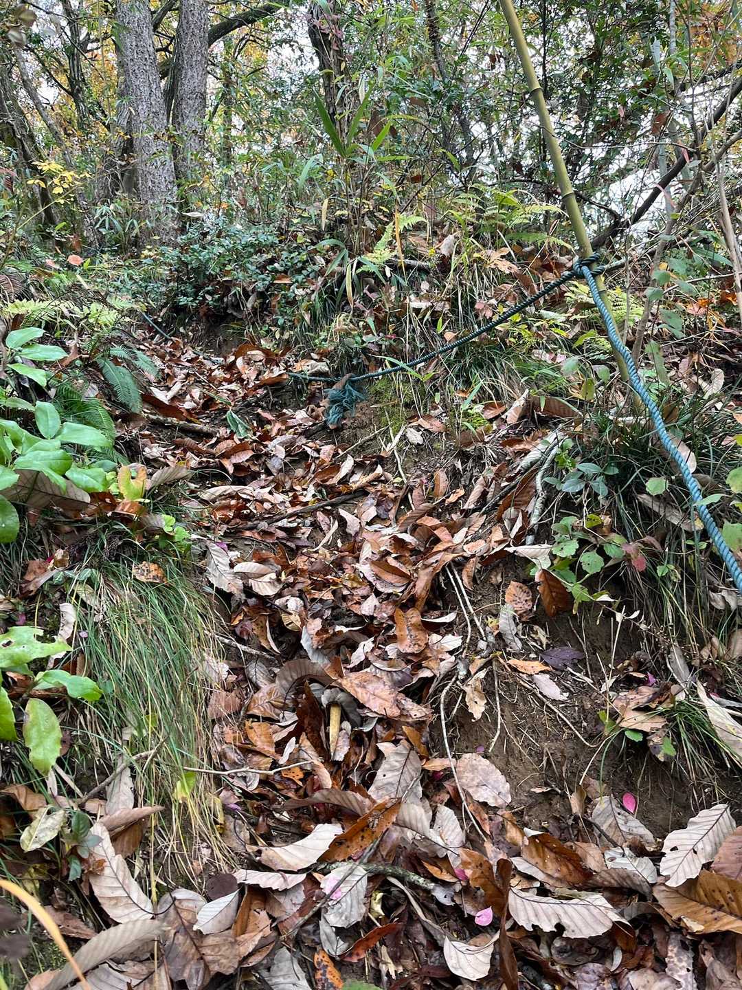 尾根道の最後は急坂で滑ります⚠️