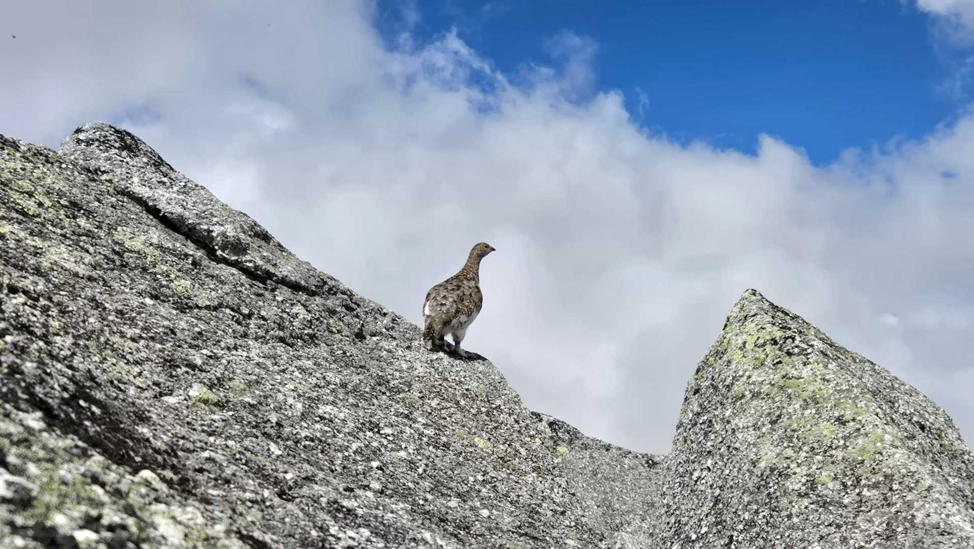雷鳥
大岩の上にいるのは珍しい