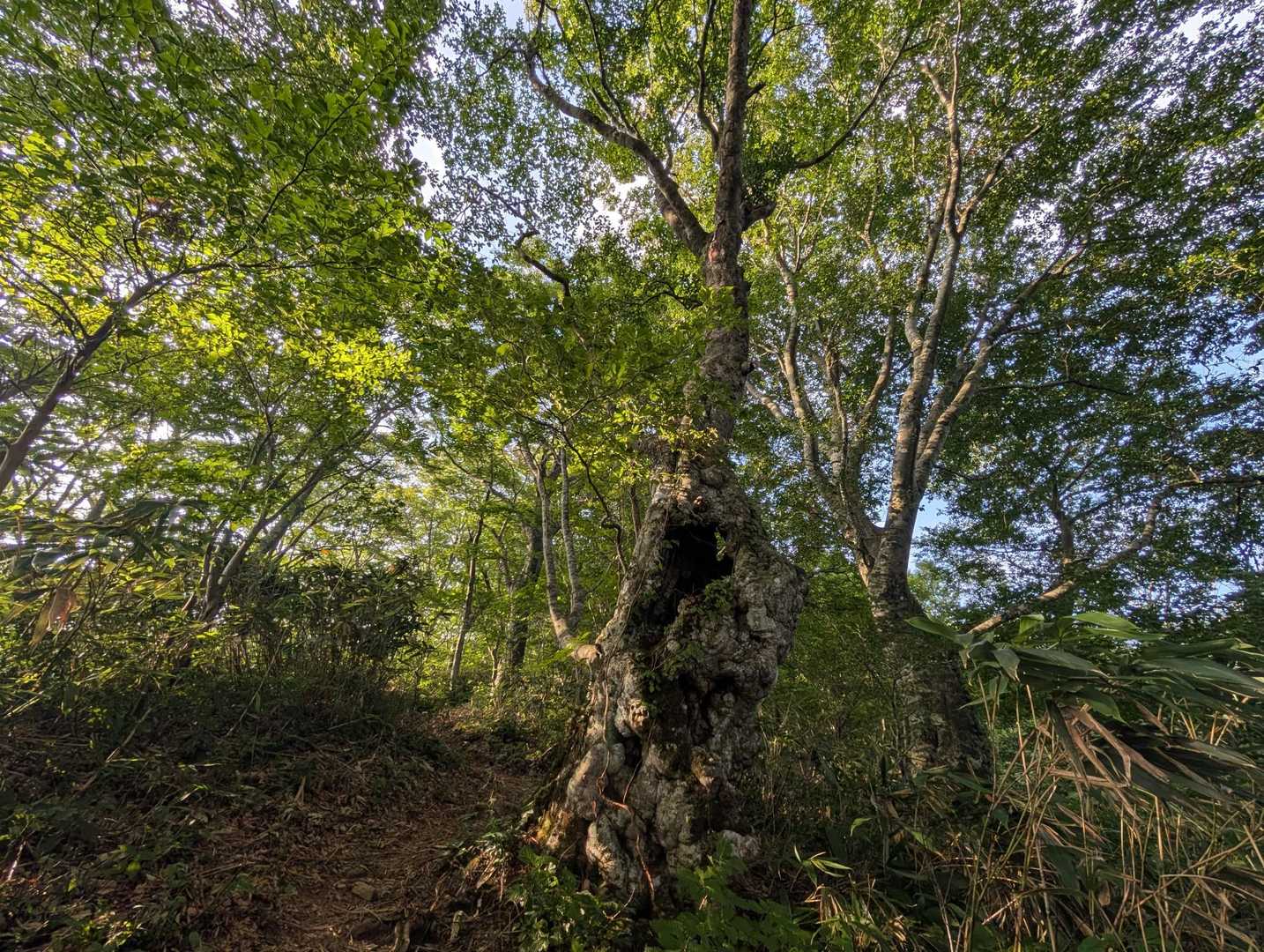 勝原コース | 旧スキー場を抜け、巨ブナの森、鎖場を越えて立つ「大野富士」の写真
