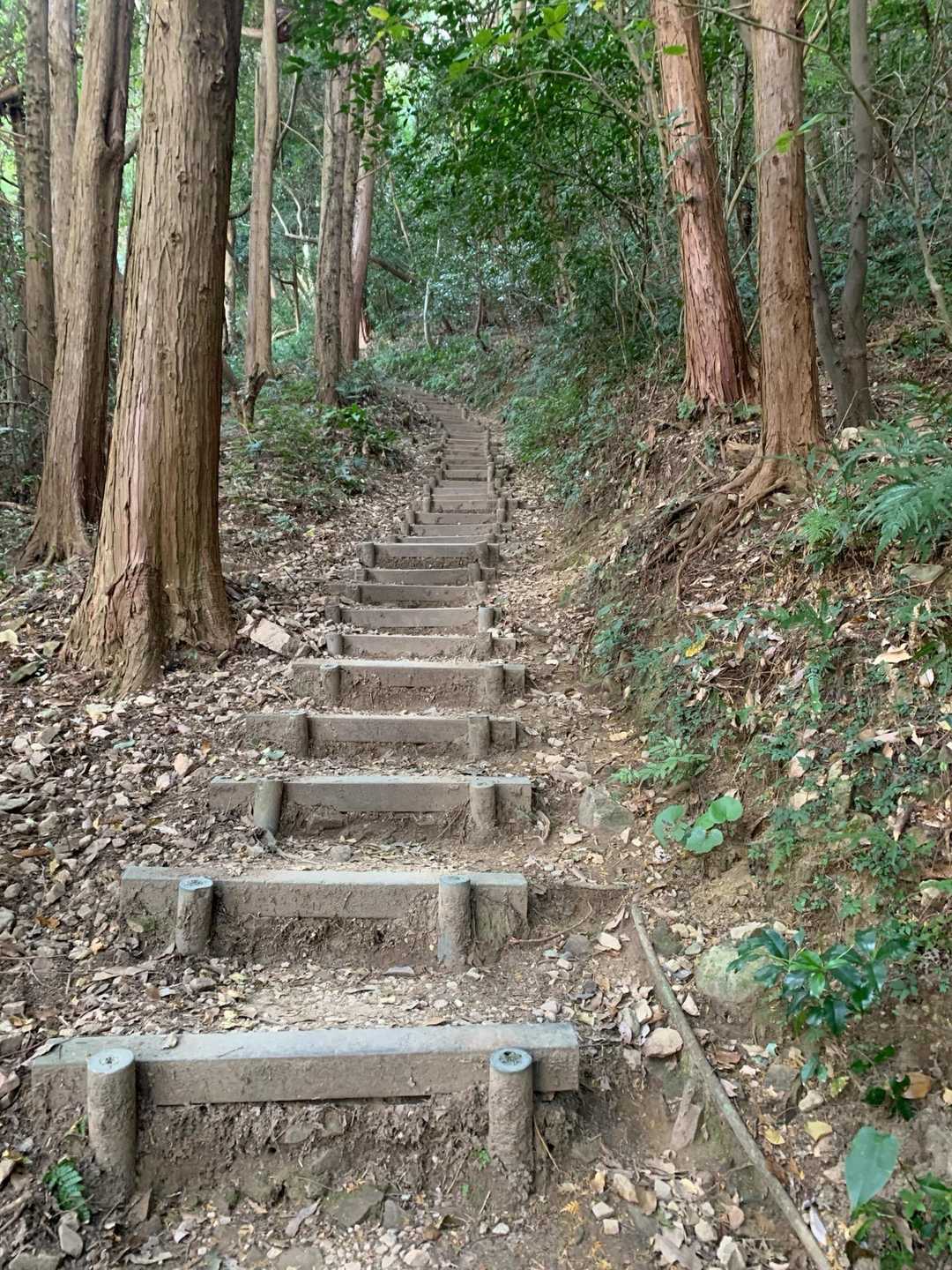 ほぼずっと階段💦
でも整備されてるし迷う事もないし、初登山にはもってこい！