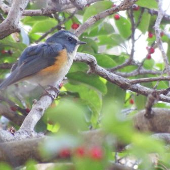 ルリビタキさんが目の前に出てきてくれました
有難うございます
