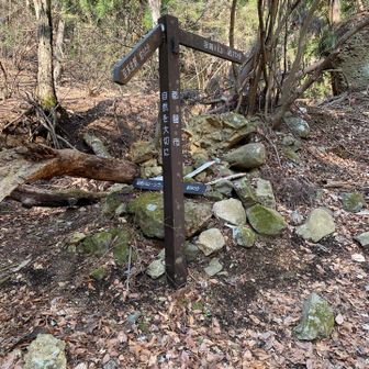 シラノサワコースの標識が落ちてますが、この道標を左手にすすみます。