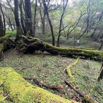 登山道を塞ぐ大きな倒木
写真では伝わらないね🤷🏻‍♂️