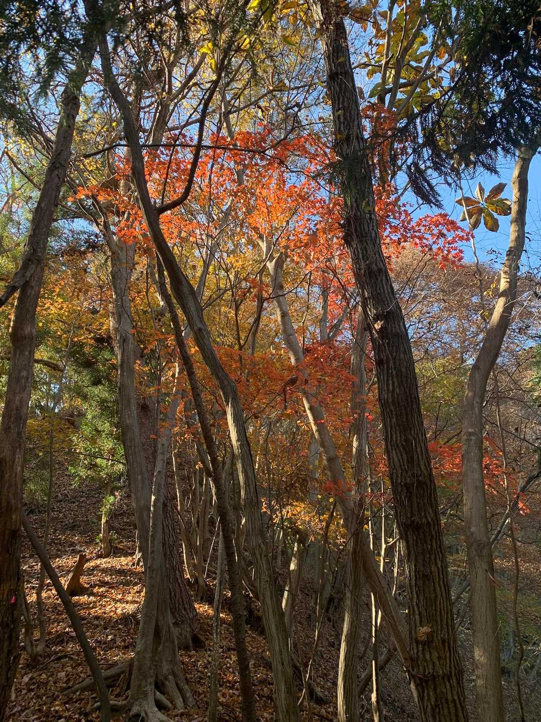 少し紅葉しています🍁