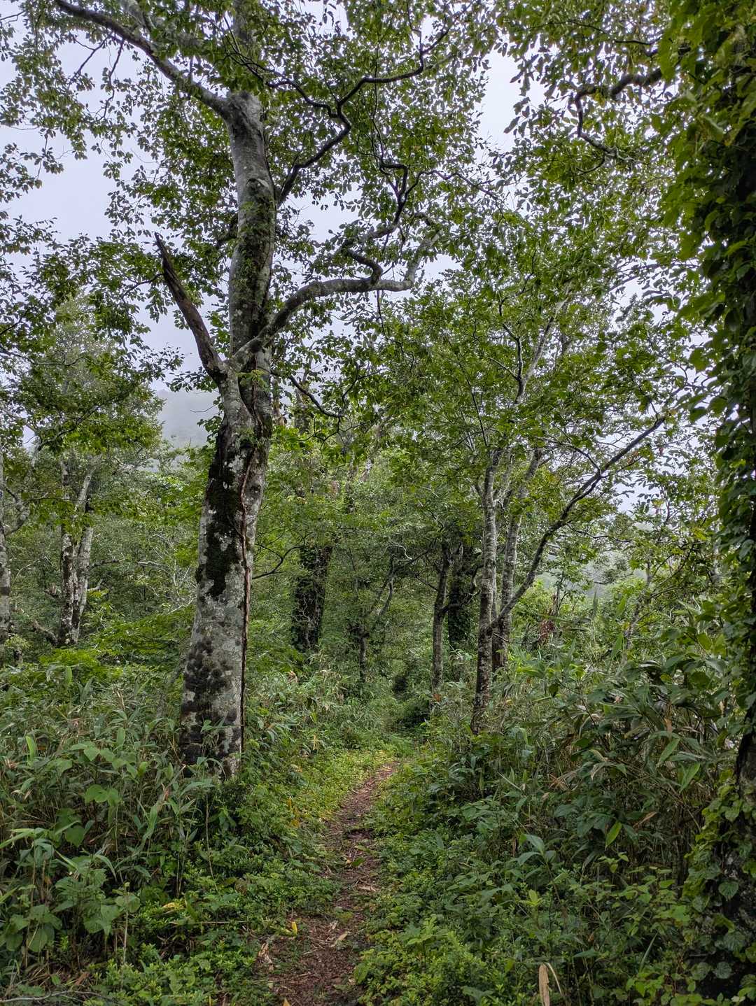序盤〜中腹、ブナ林🌳
