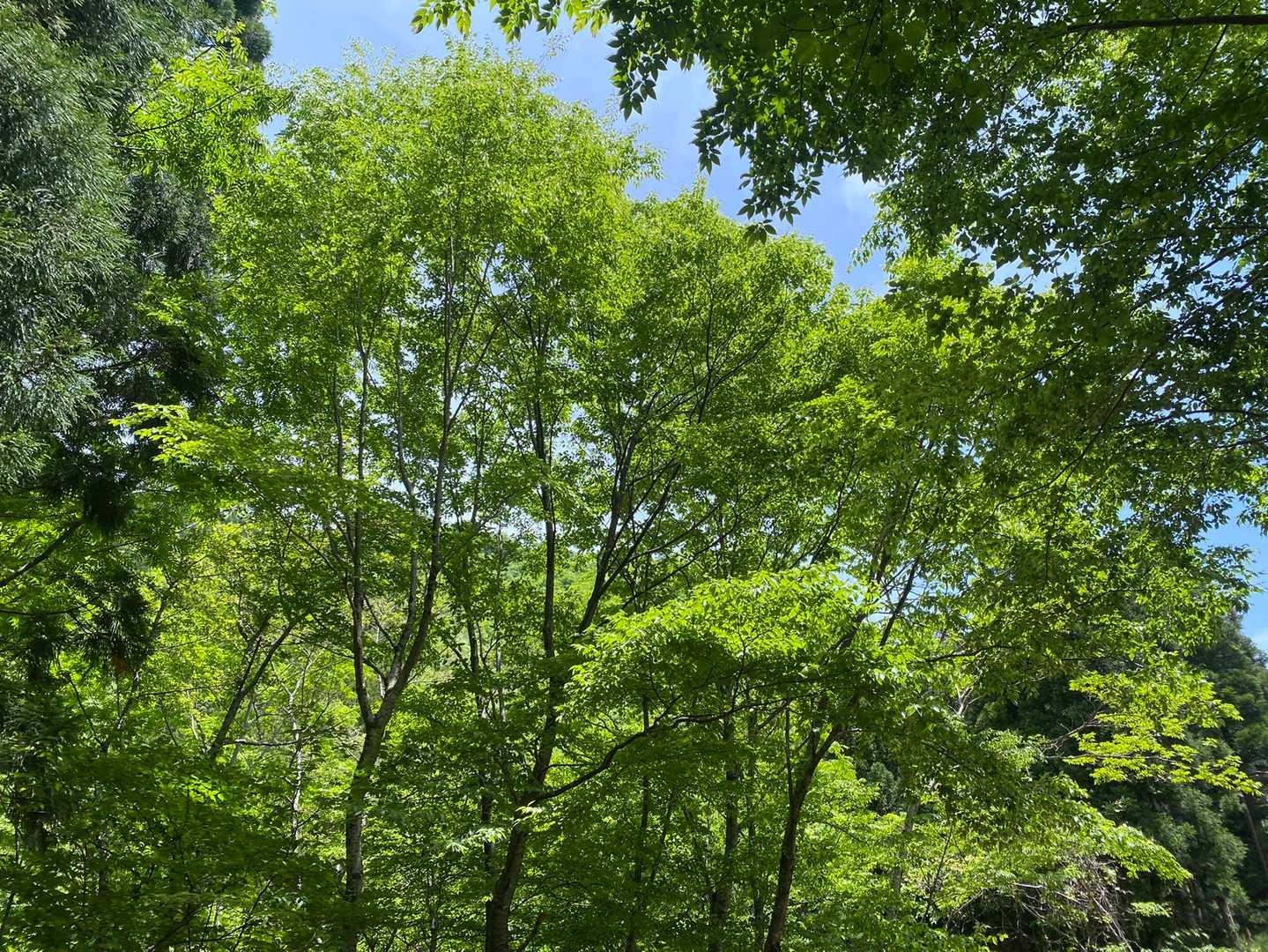 徘徊老人さんに新緑が綺麗と教えていただいた権田山に行ってきました🍀
