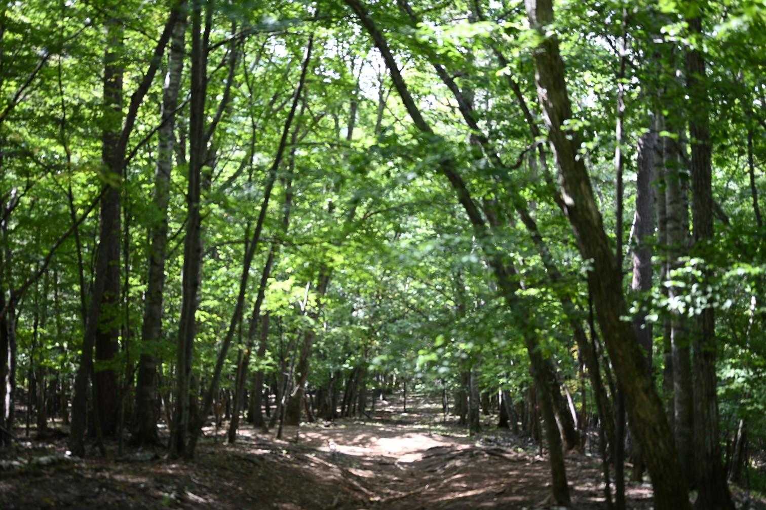 瑞牆山荘コース | 奇岩・巨岩の連続がかき立てる冒険心と、苔むした森が醸す癒しの写真