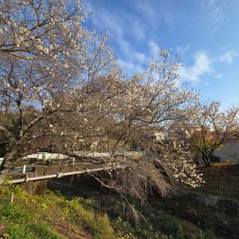 ご一緒した○○さんに教えてもらった四季桜🌸
豊田では四季桜も有名なんですね
四季桜祭は終わってしまったけれど、見れたので得した感じ✌
来年は四季桜祭行ってみようかな～
混雑は避けたいけど～