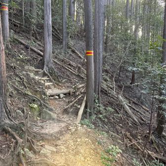 朝7時過ぎてるが、樹林帯は少し暗く感じたのでヘッドライト点灯中