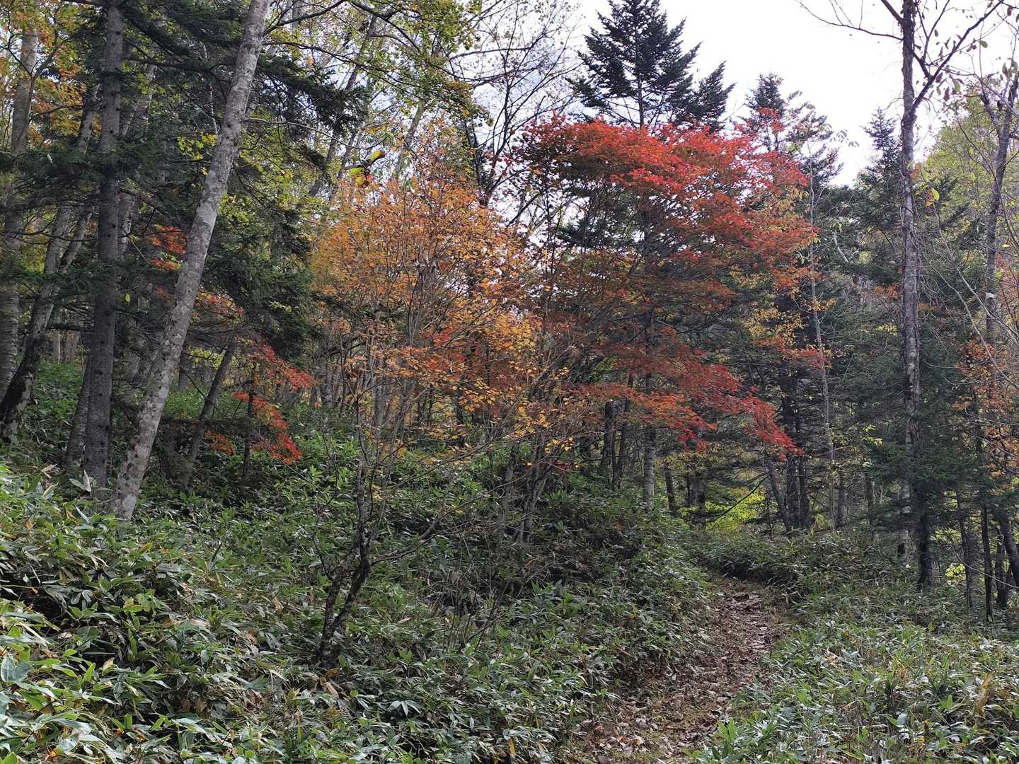 紅葉少し