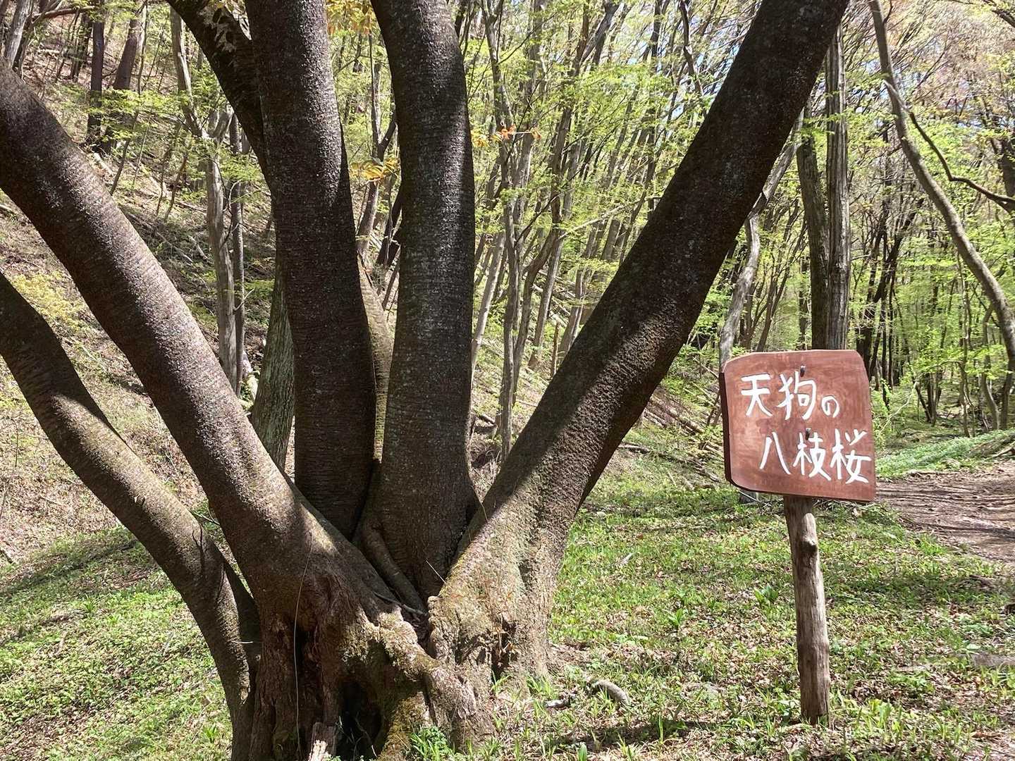 天狗の八枝桜🌸