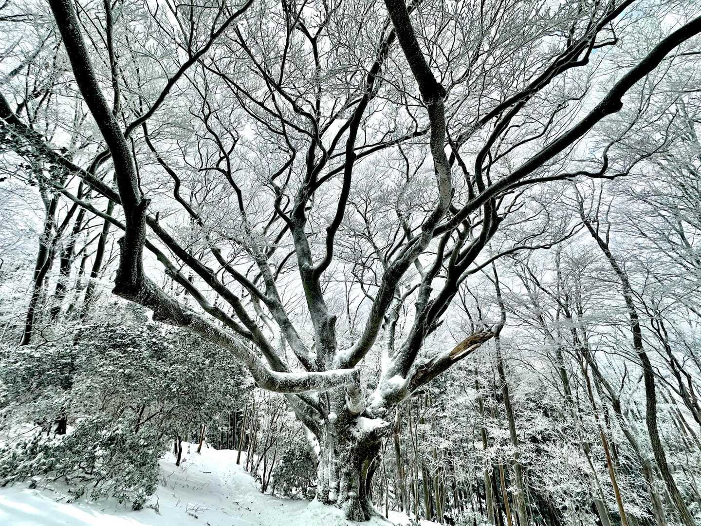 三畝峠-不動滝-三峰山 周回コースの写真