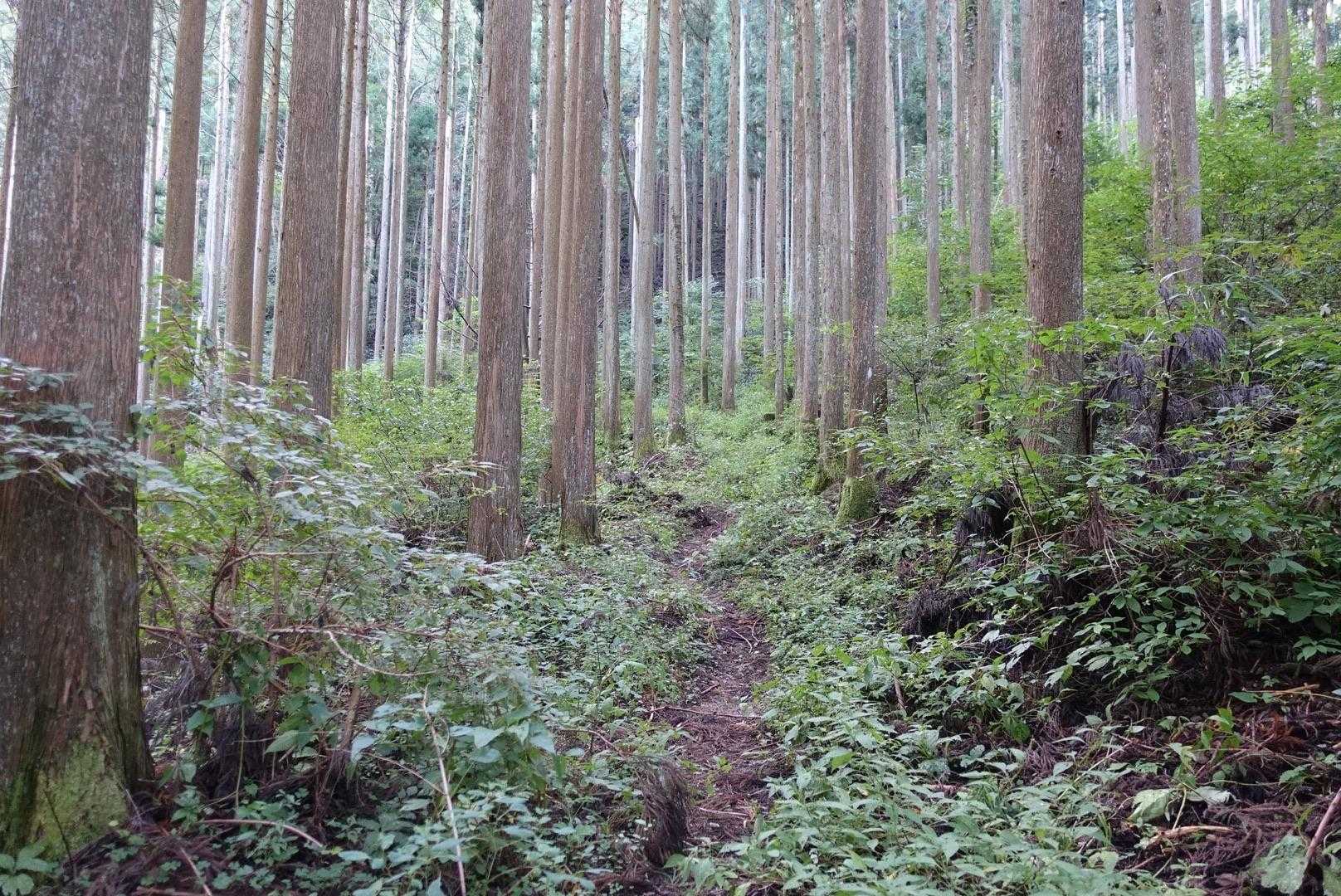 森の中を歩く🚶‍♀️