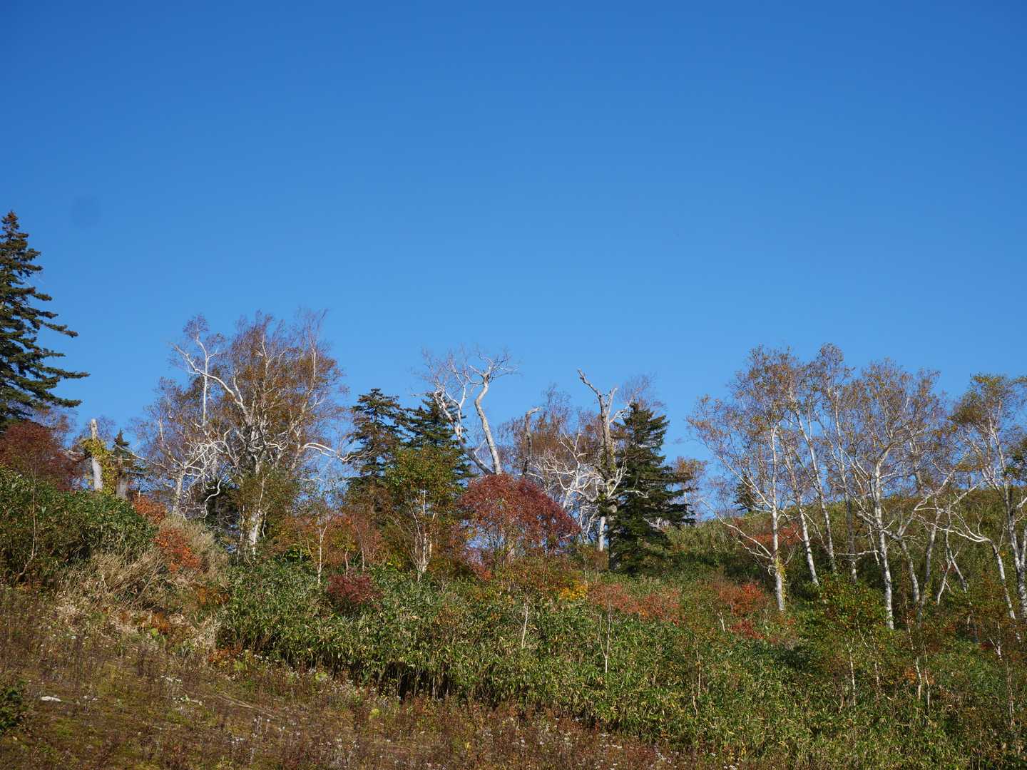北ノ峰-富良野西岳 往復コースの写真