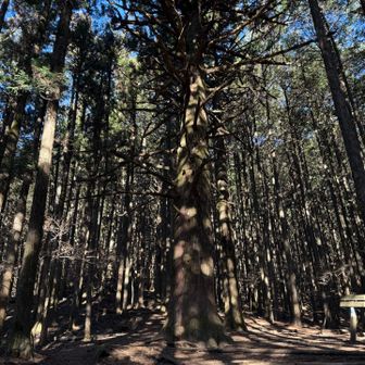 影っていてわかりづらいのですが、すごく立派な木です。