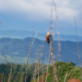 烏帽子岳山頂でてんとう虫にピント合わせようとしたけどできなかった。写真って難しいね。