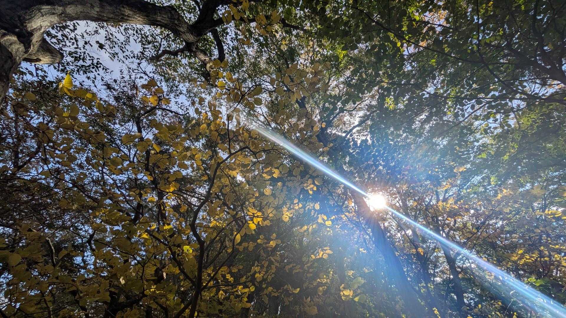 雨巻山周回 | 豊かな森から360度の大パノラマへ。ゆったり広い山頂は特等席の写真