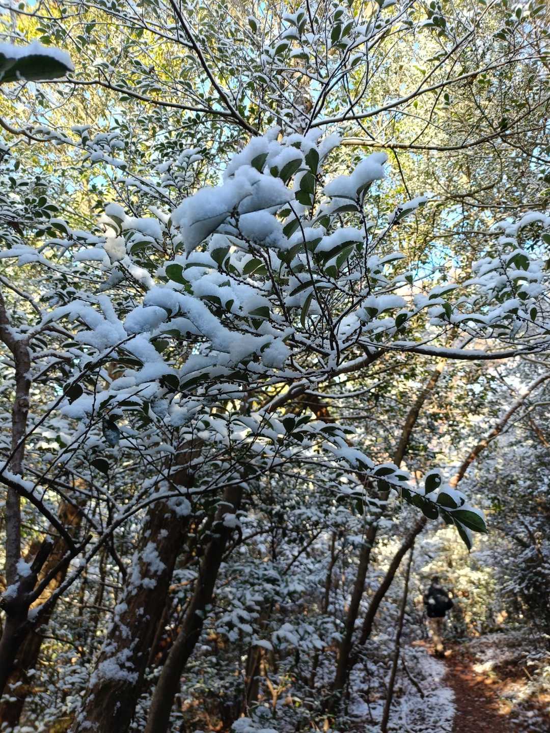 雪