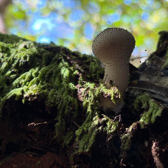 可愛らしい🍄
