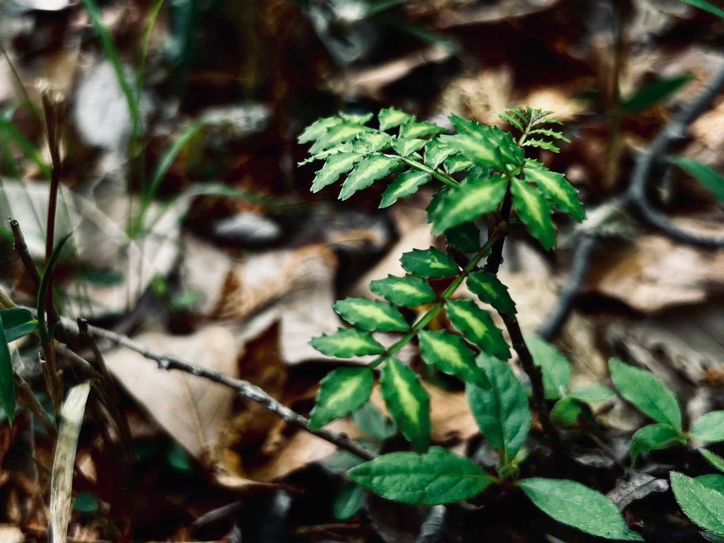 山椒があちらこちらに
