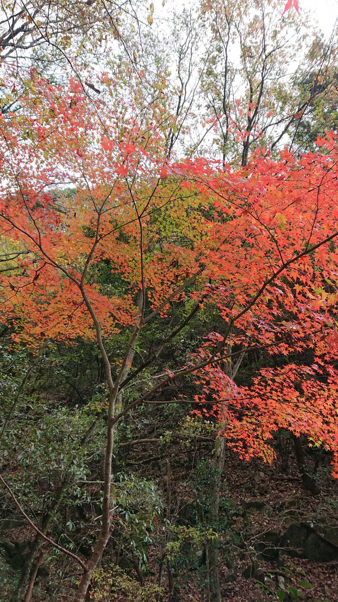 書写山 周回コースの写真