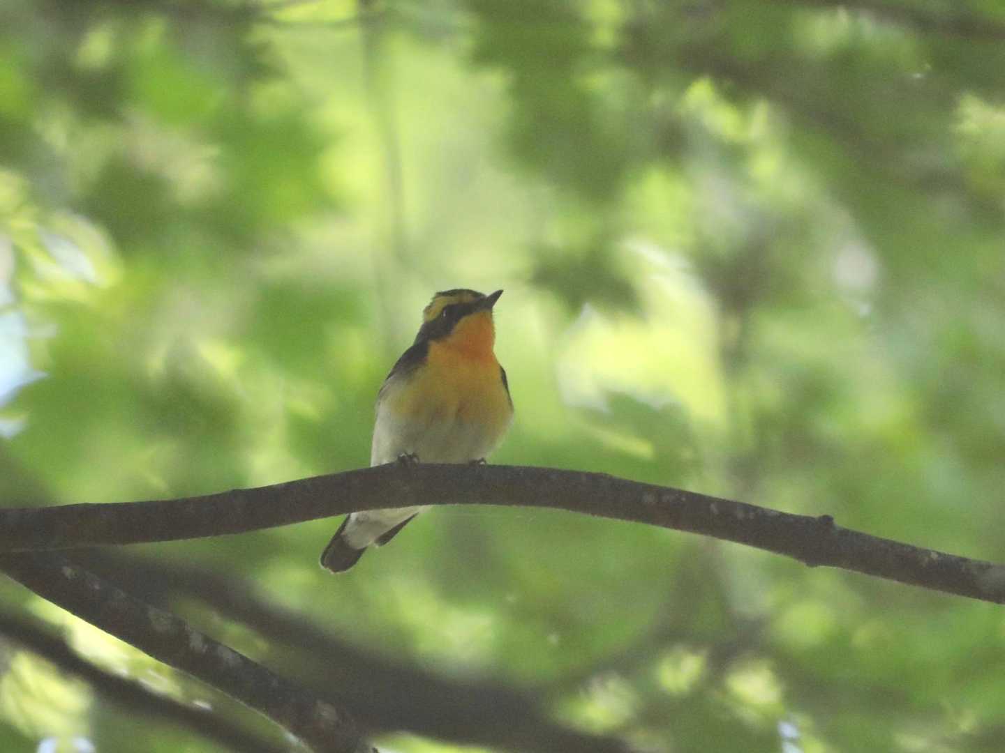薄霧の中にキビタキ♂