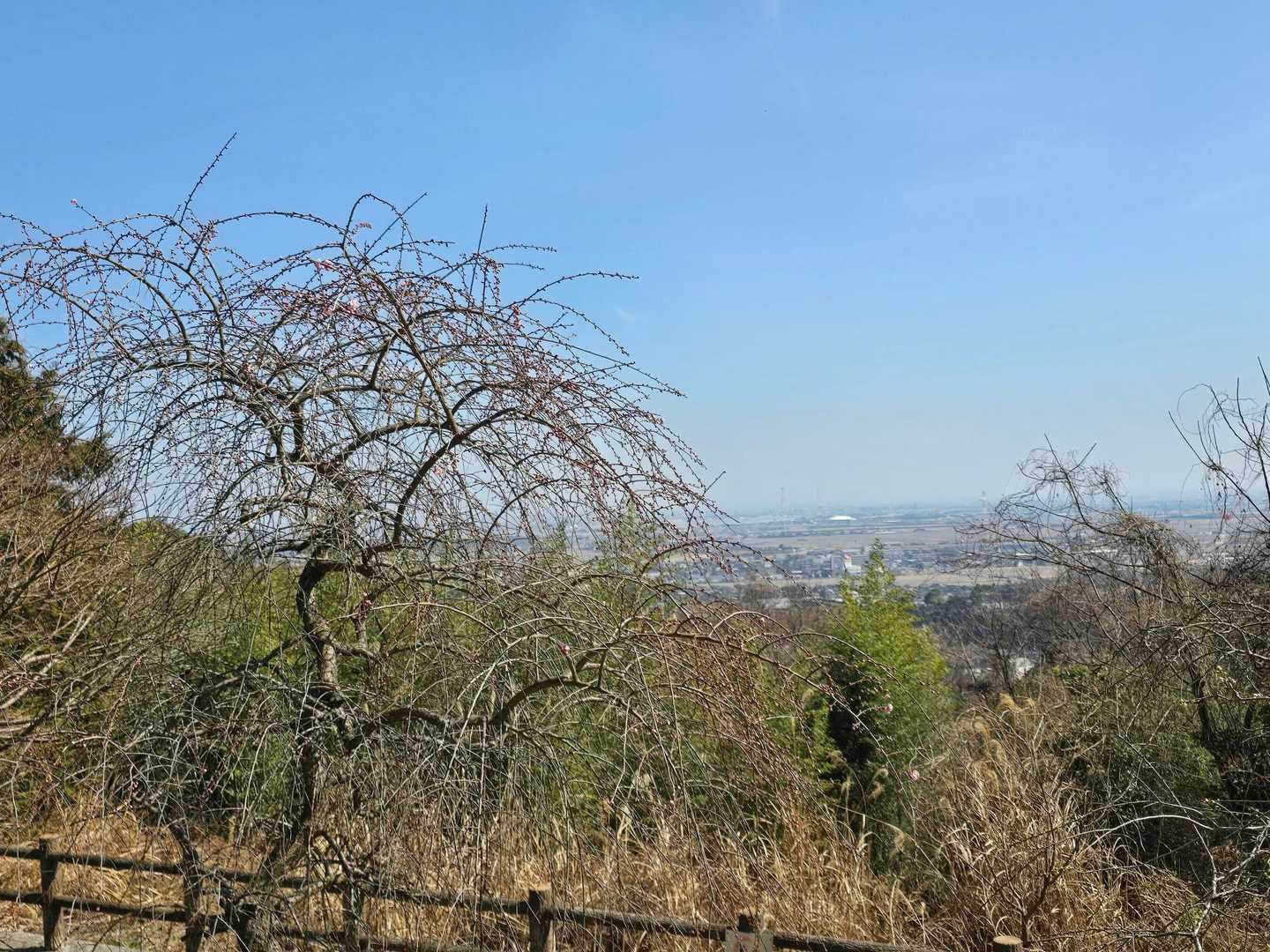 階段を登り切ったら舗装路
すぐに梅の木々あり疲れが吹っ飛んだよー☺