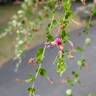 萩の季節が近づいてきました❀
可愛いご褒美でした

汗びっしょりになりましたが
楽しい朝山歩でした😊