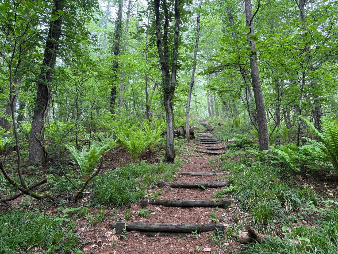 歩きやすい登山道
