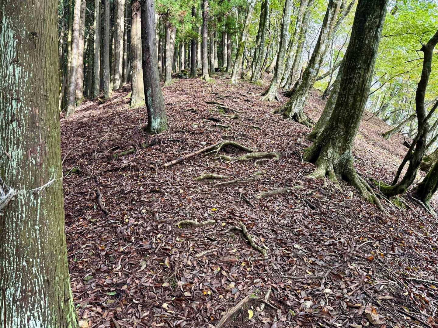 緩やかな登りが続きます