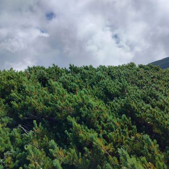 一応、四塚山のピーク付近まで登ってみる
山頂標識無し
どうやらココも登頂出来るのは雪深い冬季限定みたい