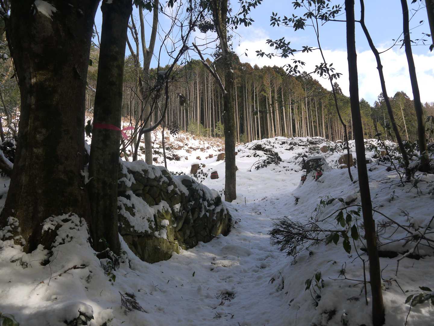 おーっ、ウワサには聞いてましたがホントに伐採されているぞ。