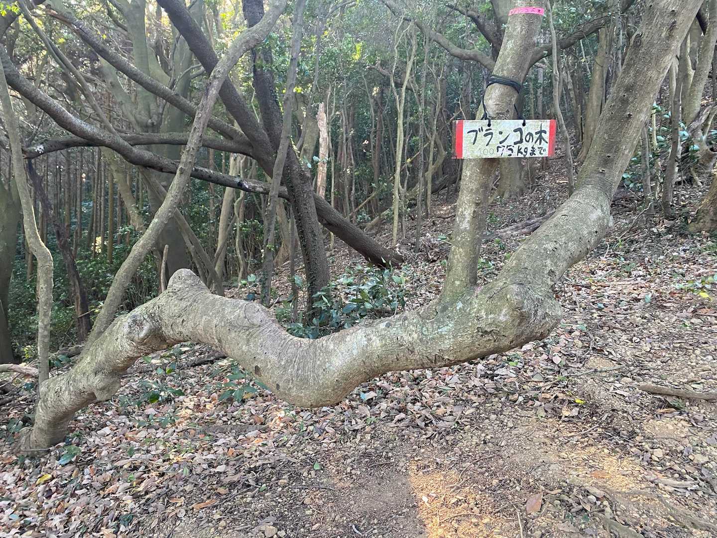 滝頭公園登山口-小衣笠の道登山口-衣笠山-滝頭山 周回コースの写真