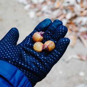 常連さんに教えてもらったムクロジの実。振るとカラカラ音がしてかわいい！