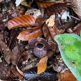 🌼イズミカンアオイ（名前修正）
見ておられた方に教えて頂きました🙇‍♂️ 
環境省および新潟県のレッドリストで準絶滅危惧種に指定されているそうです 