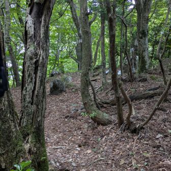 犬ヶ岳ではなく経読を目指す　
犬ヶ岳は周りがみえるからこわいし
二宮ルートは林道ながすぎるのでウグイス、笈吊峠、茶臼といっきに1000mにのぼって経読に行くことにします
こっちからの経読は適度な傾斜で頂上まで登りやすいすばらしいコースだと自分では思ってて　反対側は傾斜はあるけどいっきに頂上まで行けるコースで僕は好きだけどなあ

情報では入山者は少ないそうで、たしかにいつも俺1人