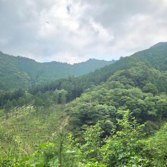 どうやら遠く向こうの少し高く盛り上がった辺りからここが見えたんだ👀
ずうっと尾根を←左へ巻いて下りて来たんやね
遠かったなぁ～
でも、それなりに楽しめた山行でした

明日は何だか雨模様らしいし
来週から仕事も忙しくなるので、ゆっくり寝ようっと😆

今日も最後までお付き合い有り難うございました。