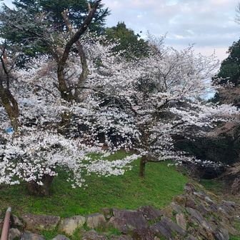 中央公園の桜...満開だね...出店も出てました😙