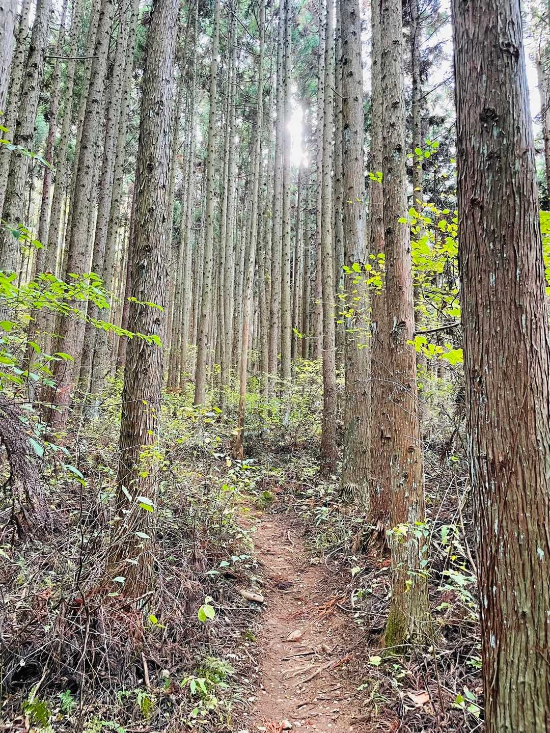 序盤は樹林帯
