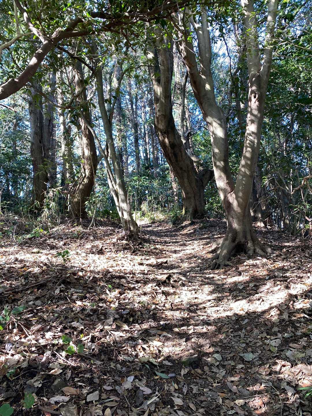 今年は六ヶ岳５０回を目指します⛰️