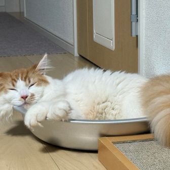 かねもっちゃん